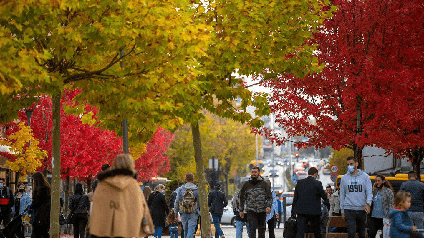 people walking in the street